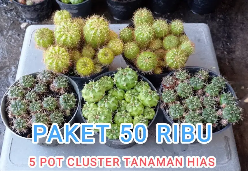 Paket Tanaman Hias Cluster Kaktus