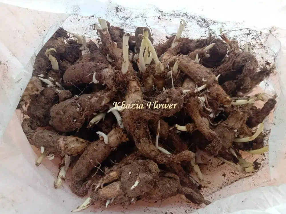 Bibit Bunga Sedap Malam Siap Tanam | Harga Per kg