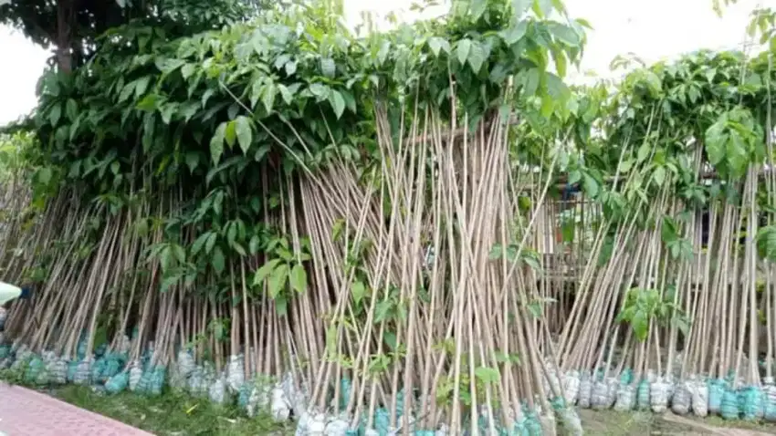 Pohon tabebuya ukuran 2 meter