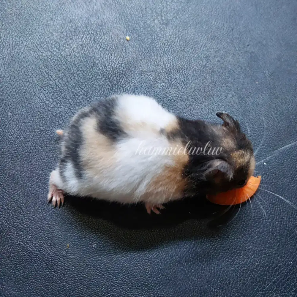 Hamster aneka jenis syrian fujiyama winter campbell robo campbell