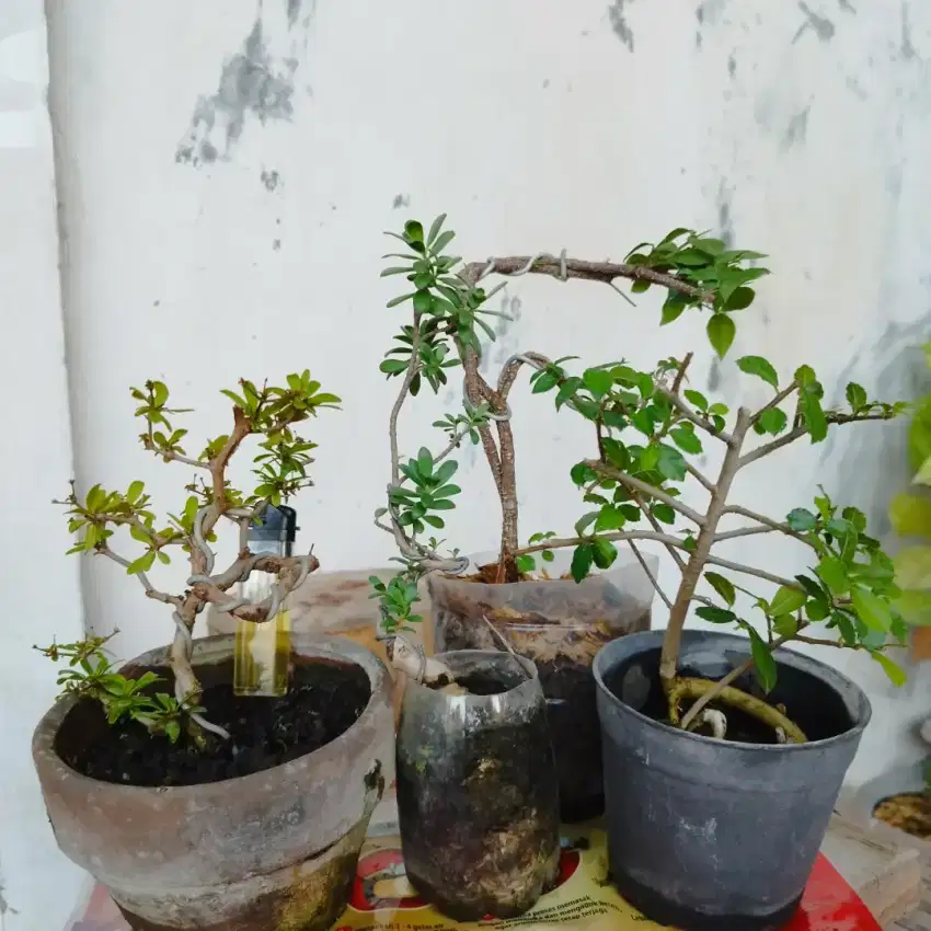 Bonsai Mame Sancang