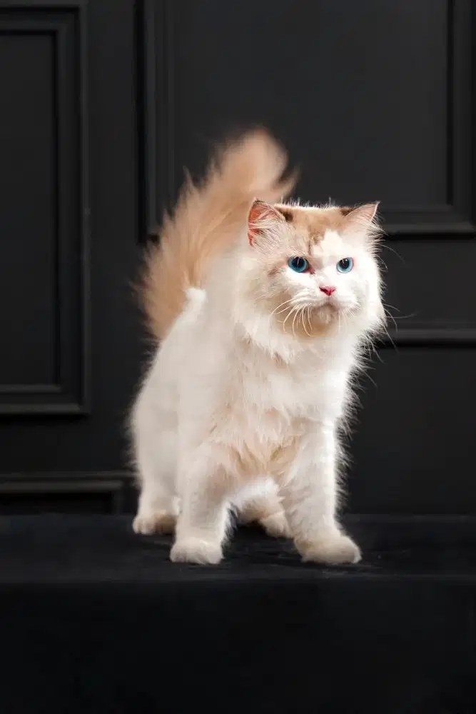 Ragdoll Jantan Jago kawin , jasa pacak kucing ragdoll garansi hamil