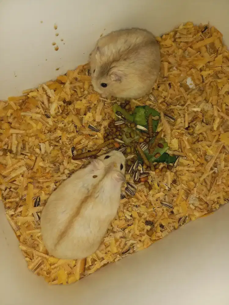 Indukan hamster Winter White golden sepasang