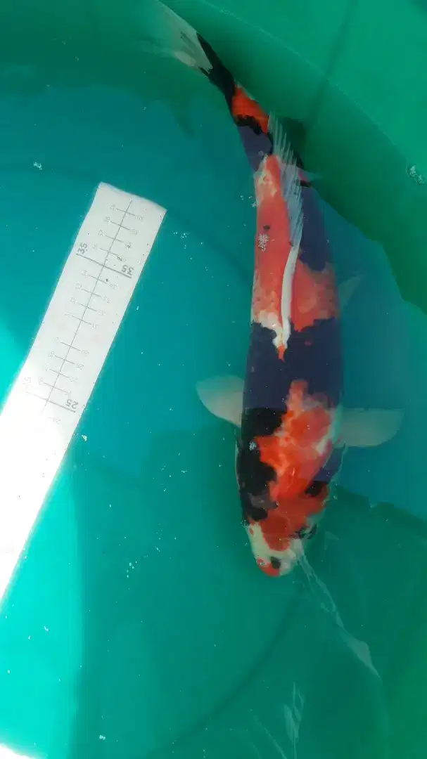 Ikan koi Showa Blitar 38cm bagus HQ