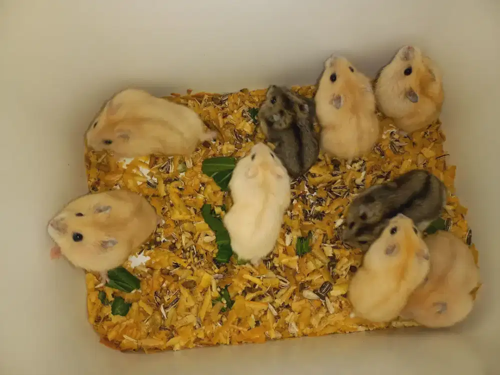 Hamster winter Golden mata merah