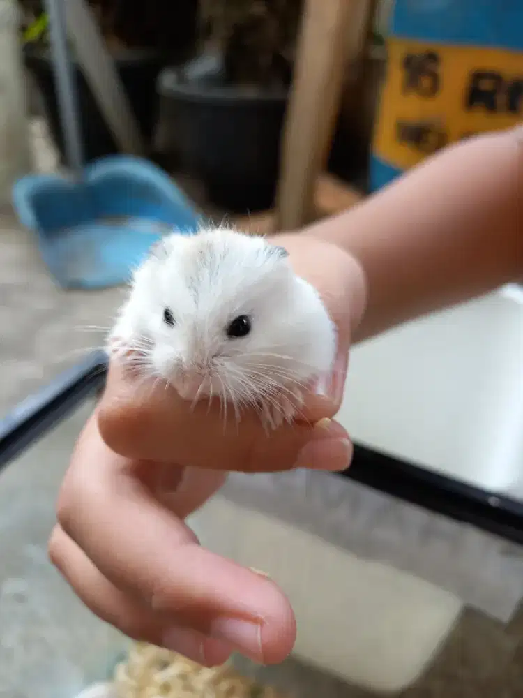 Hamster winter white PEARL