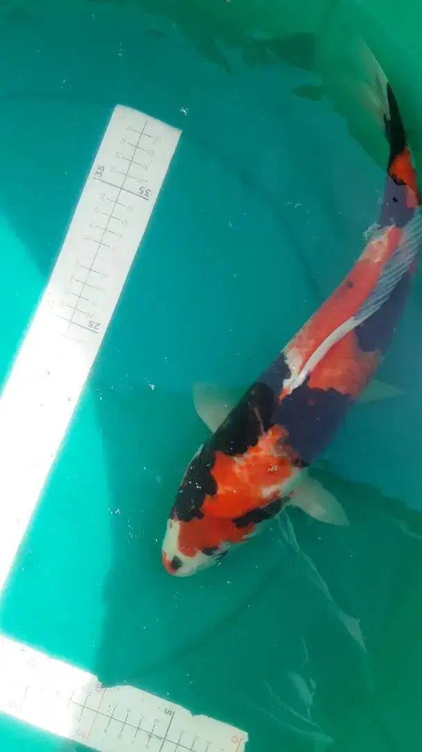 Ikan koi Showa 38cm bagus ori