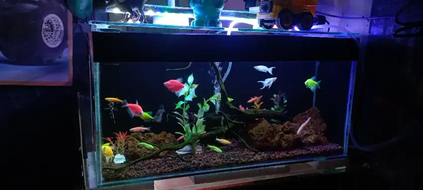 Aquarium fullsett baru siap pakai