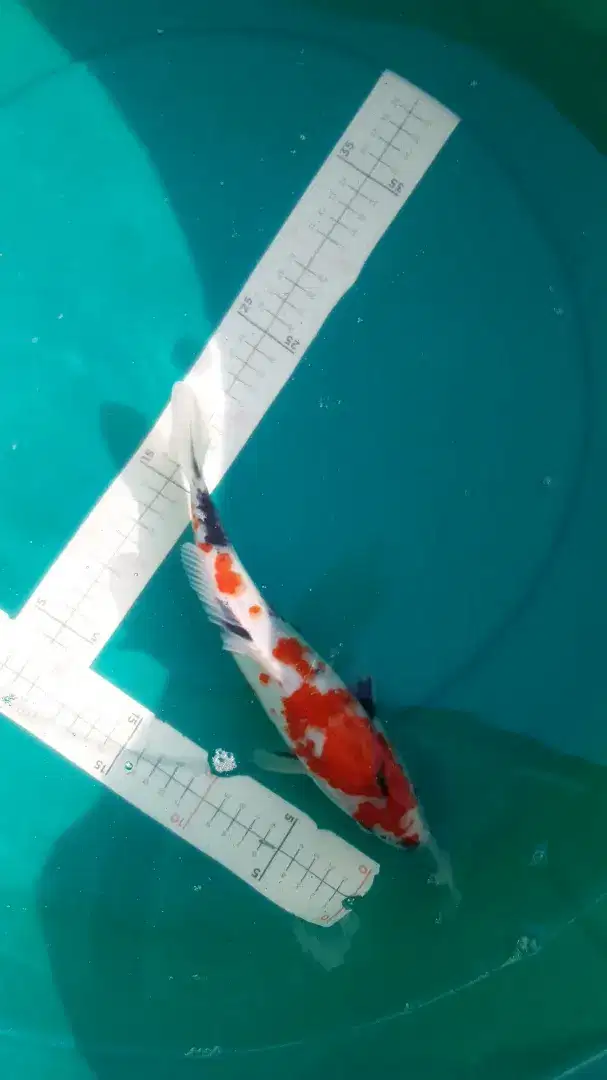 Ikan koi Showa warna merah 30cm bagus