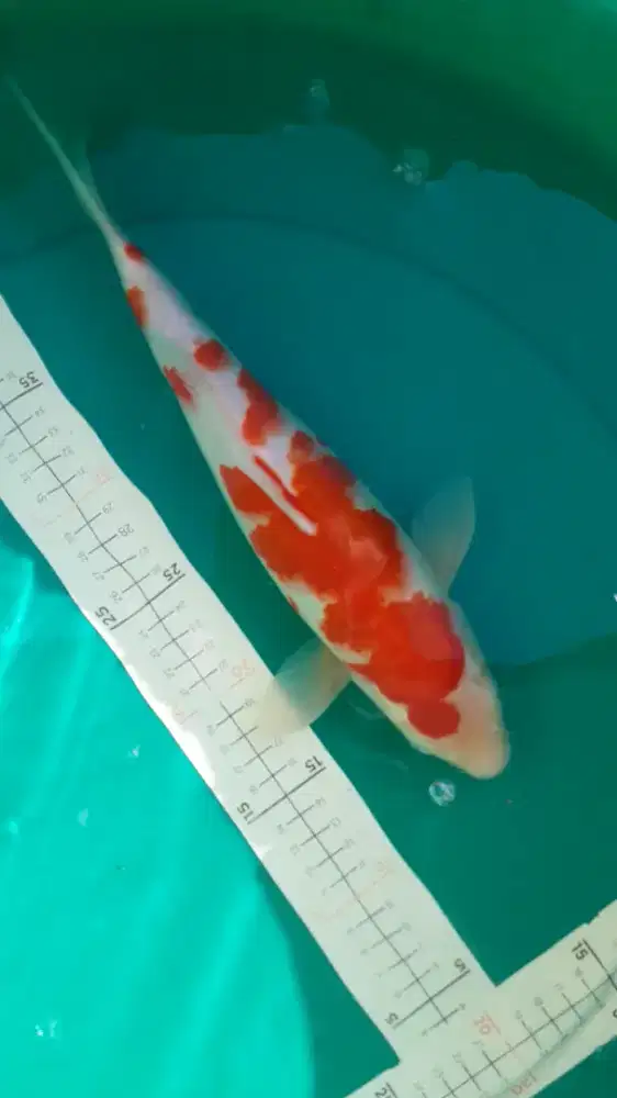 Ikan koi Kohaku pola original merah 36cm