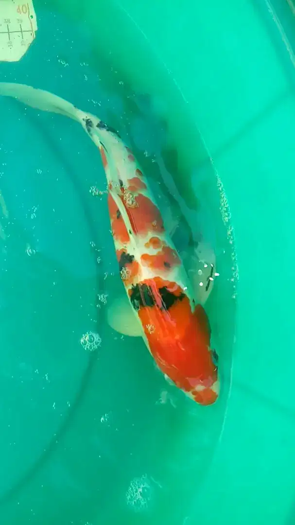 Ikan koi Sanke uk 31cm grade A