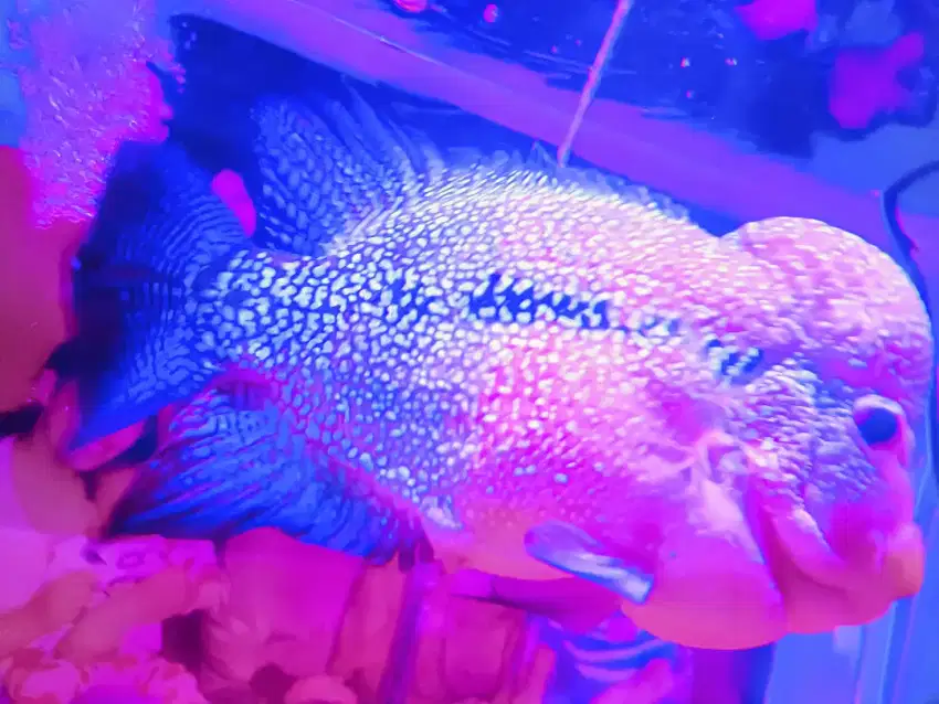 Flowerhorn Kamfa F2