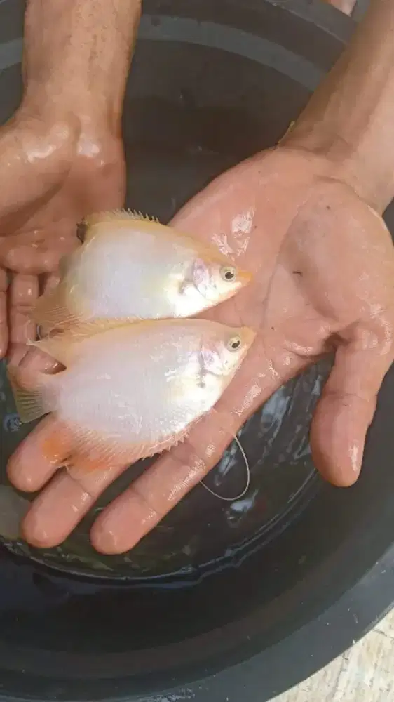 Jual bibit ikan gurame padang