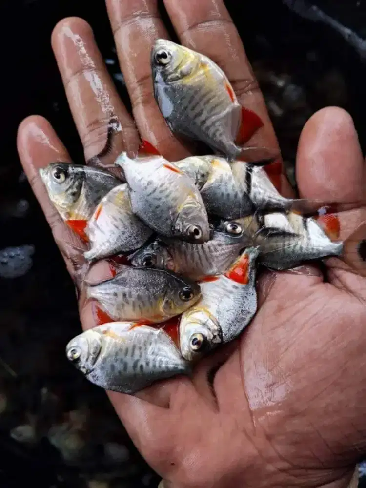 Jual bibit ikan bawal nyilet minimal 2000 ekor geratis ongkir