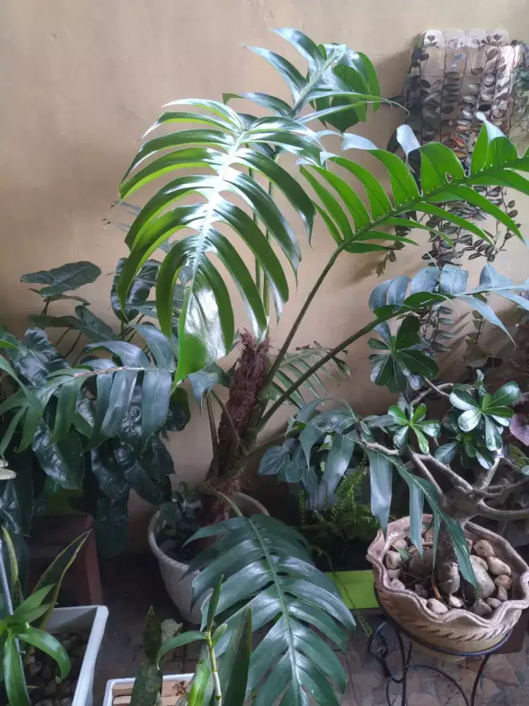 Monstera King Deliciosa, size Besar, Sangat Subur, Cakep & Bagus