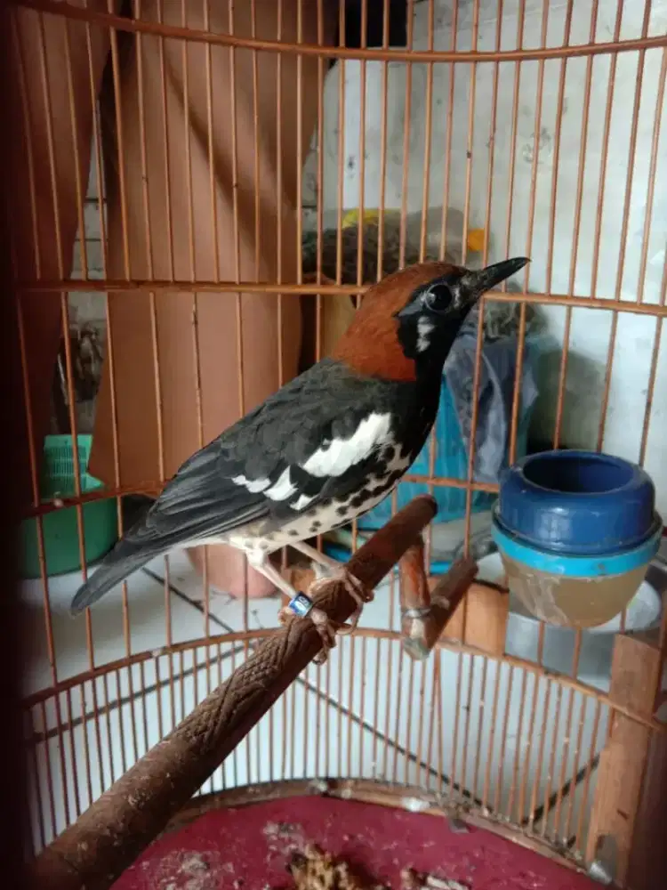 Anis kembang ring Daffin