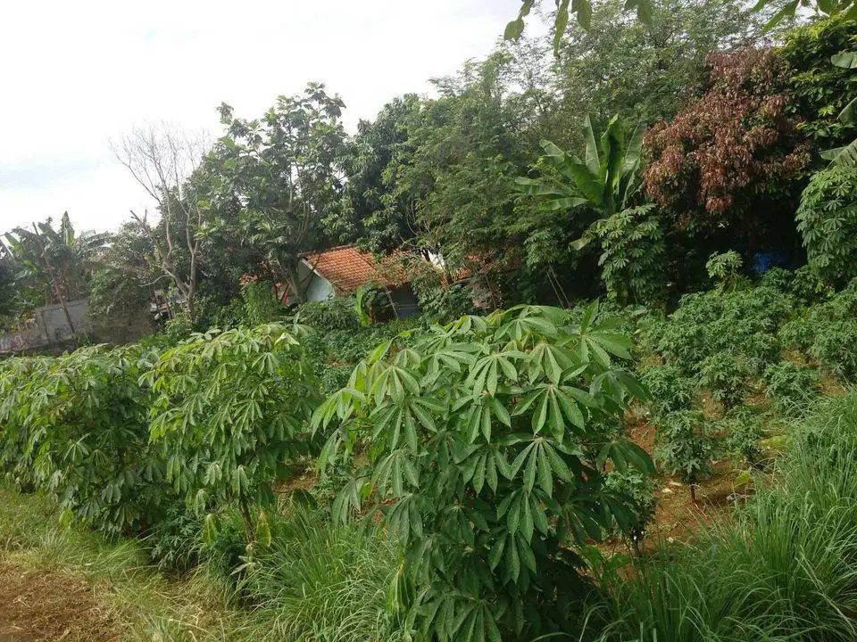 Jual Cepat Tanah Kavling Sawangan Bogor