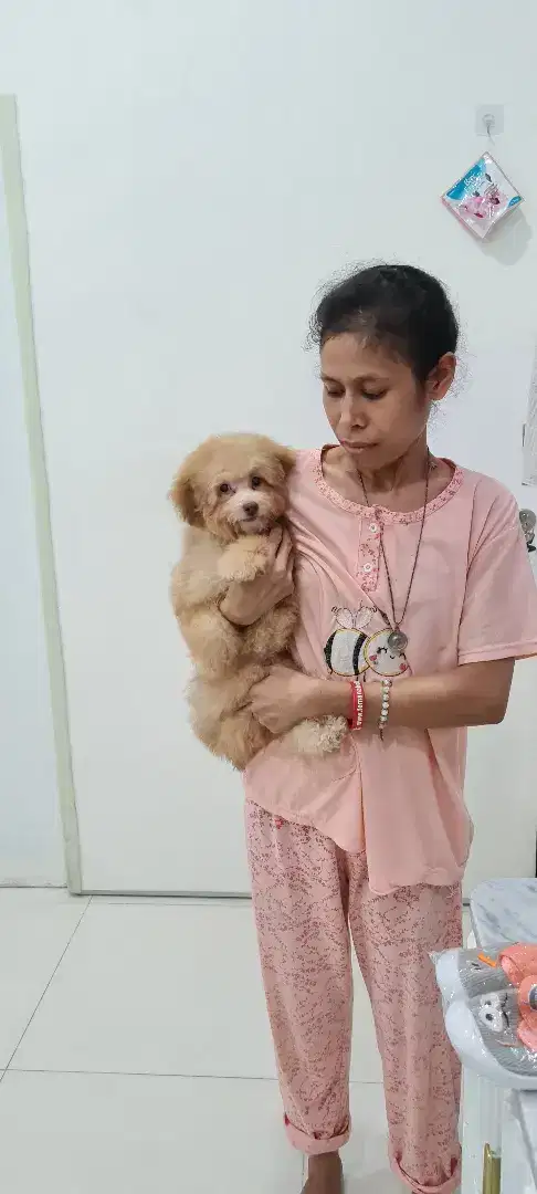 MURAH JUAL CEPAT POODLE BETINA BEIGE