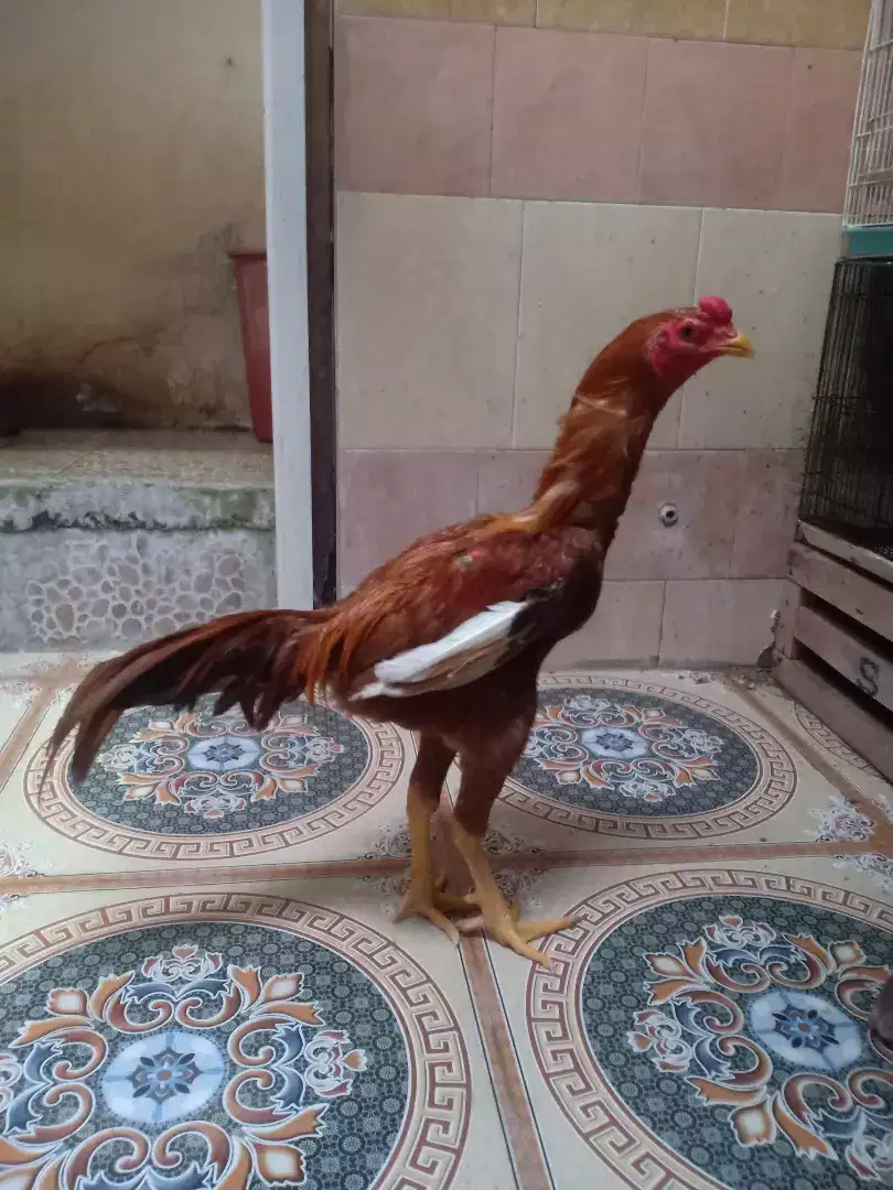 Ayam Shamo Super big, dr induk shamo x aseel