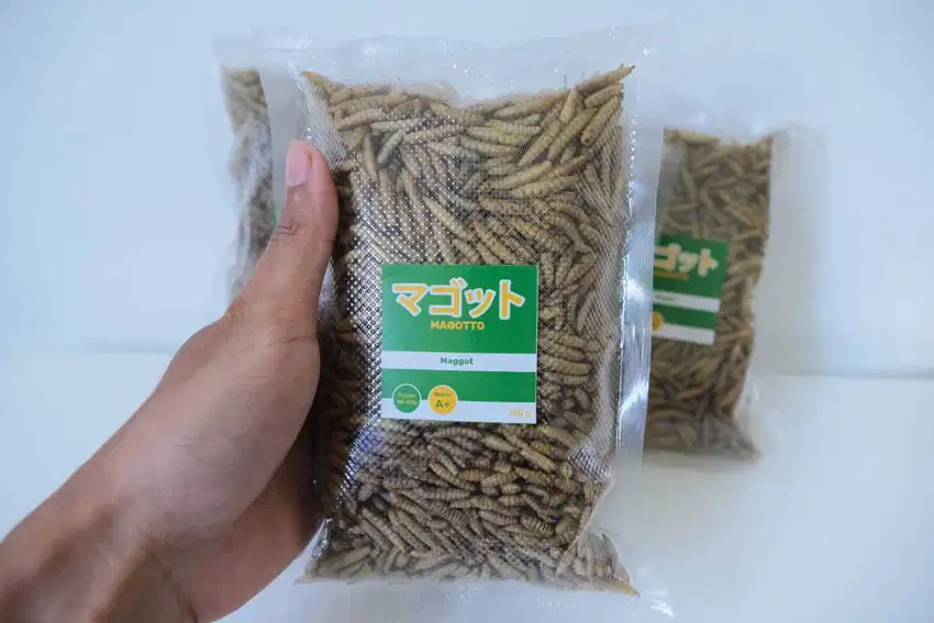MAGOTTO Maggot kering BSF Grade A+ Pakan ikan