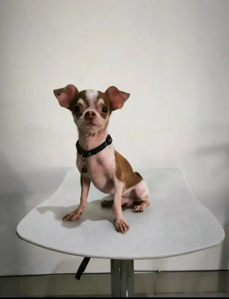 Pacak chihuahua