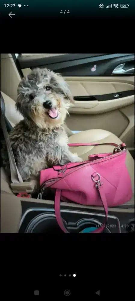 Poodle untuk Pacak kawin