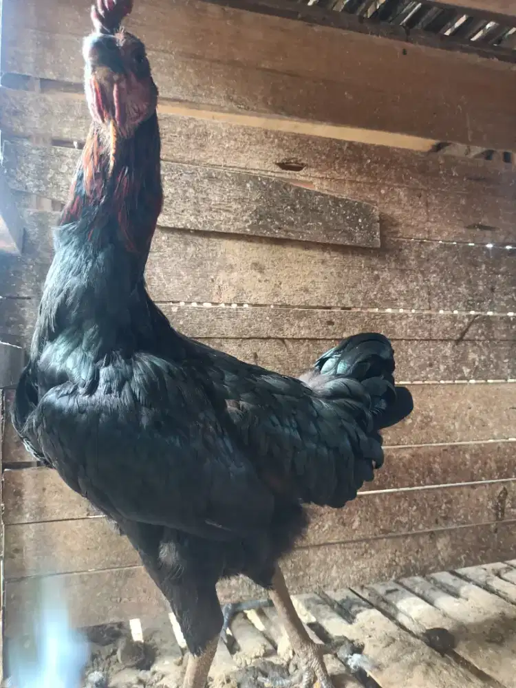 Pitik Ayam Pelung Trah