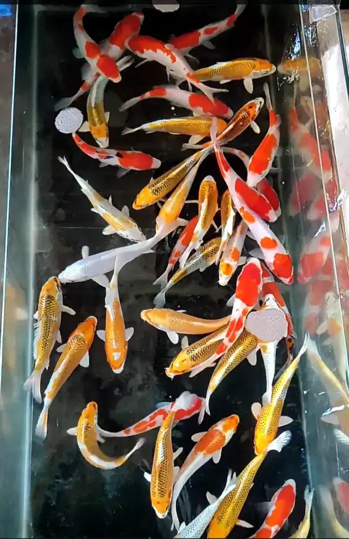 Ikan Koi Blitar