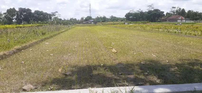 Dijual Tanah Sawah Murah di Exit Toll Prambanan, LD 15.7 m