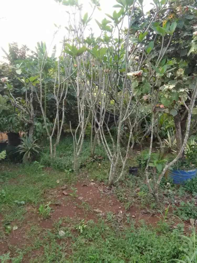 Pohon kamboja tinggi 2 meter