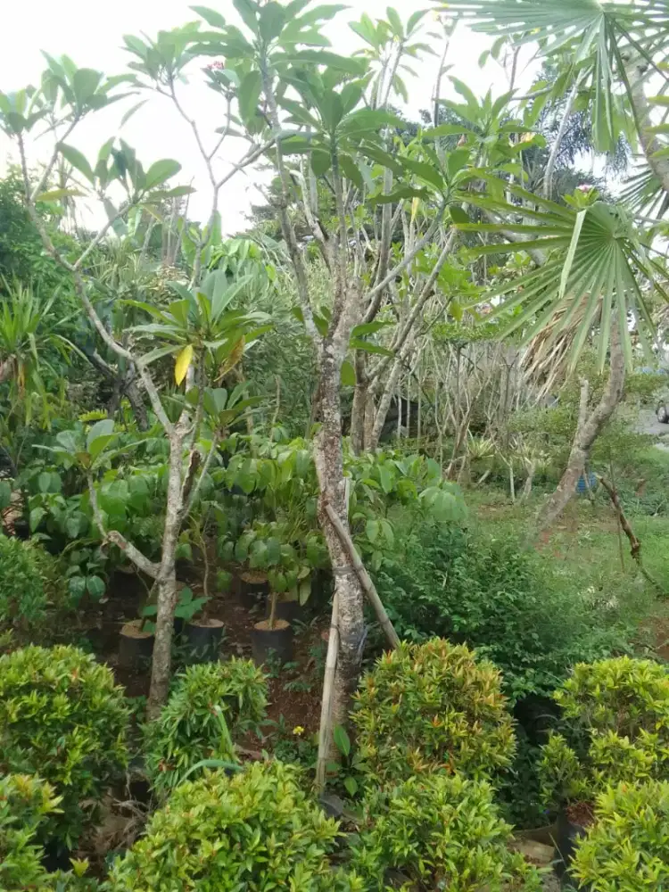 Pohon kamboja semi fosil tinggi 2/3meter