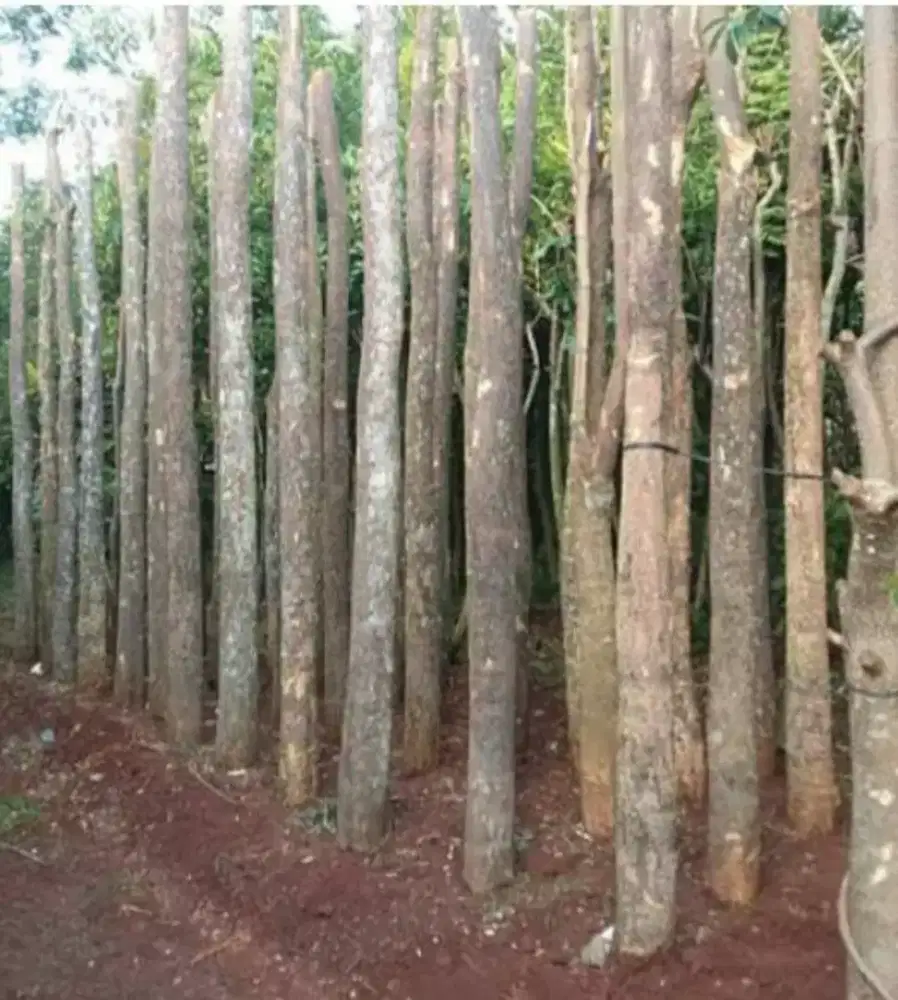 Pohon pule tunggal tinggi 3/4/5 meter dia meter batang 15/20cm