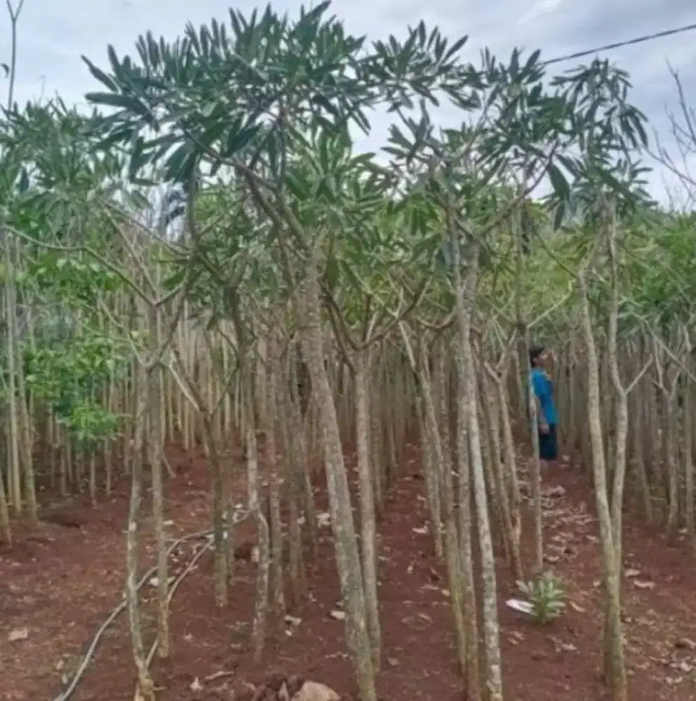 Pohon tabebuya bunga kuning tinggi 2 meter