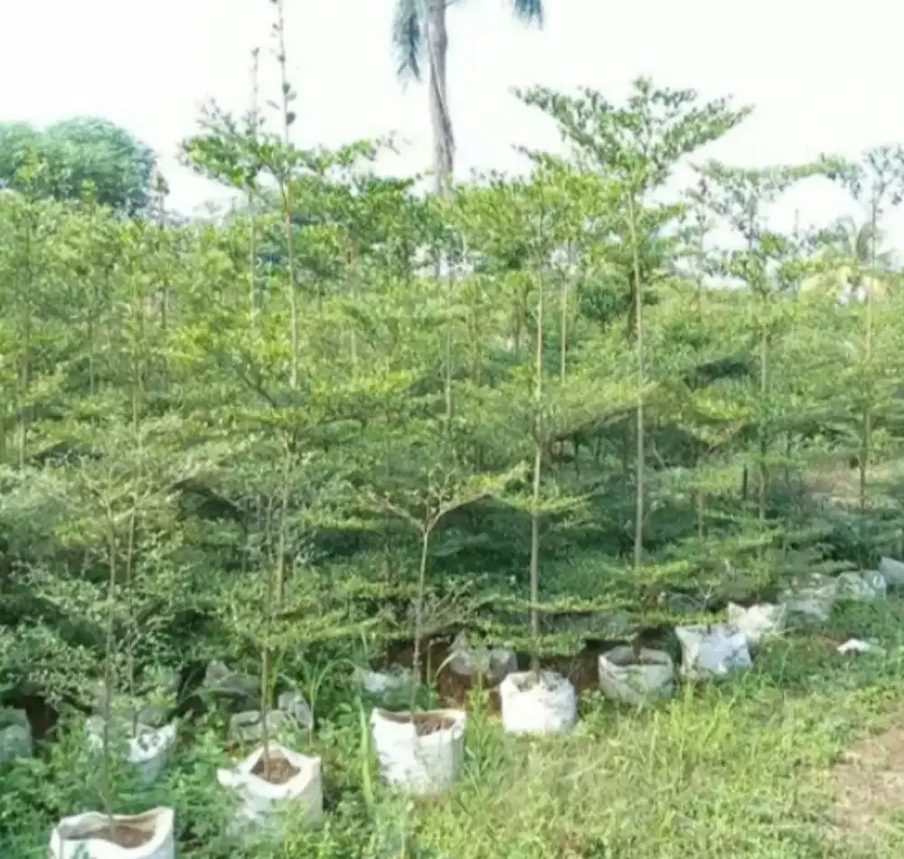 Pohon ketapang kencana tinggi 2meter