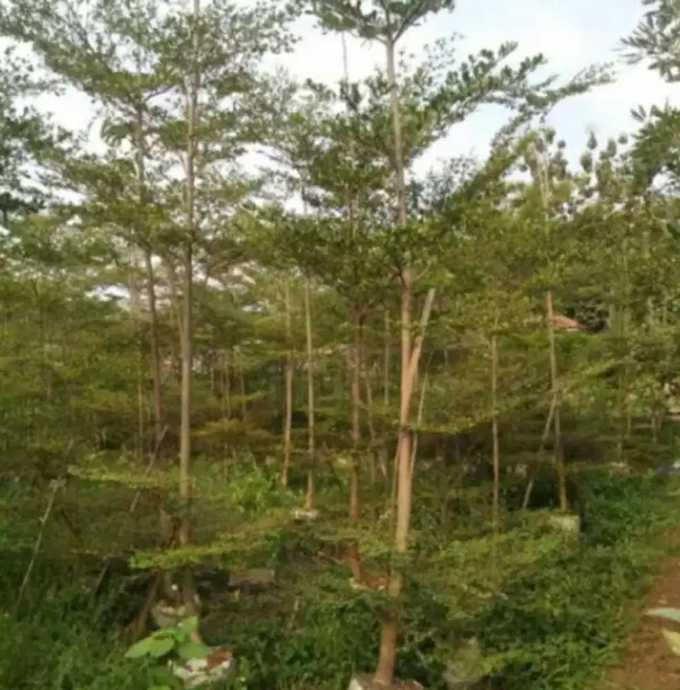 Pohon ketapang kencana tinggi 3/4meter