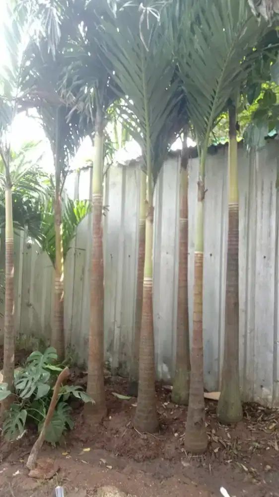 Pohon palem putri tinggi 2-3 meter