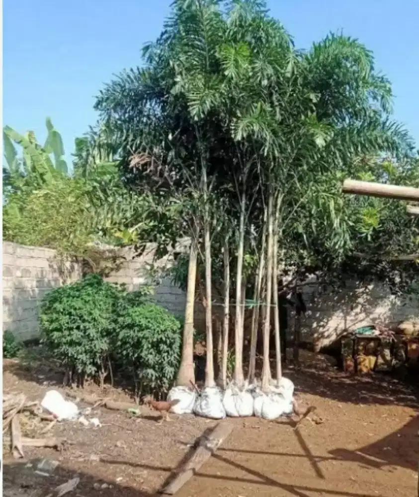 Pohon palem ekor tupai tinggi 2/3 meter