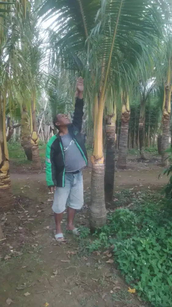 Pohon kelapa gading kuning tinggi 1 meter batang kering