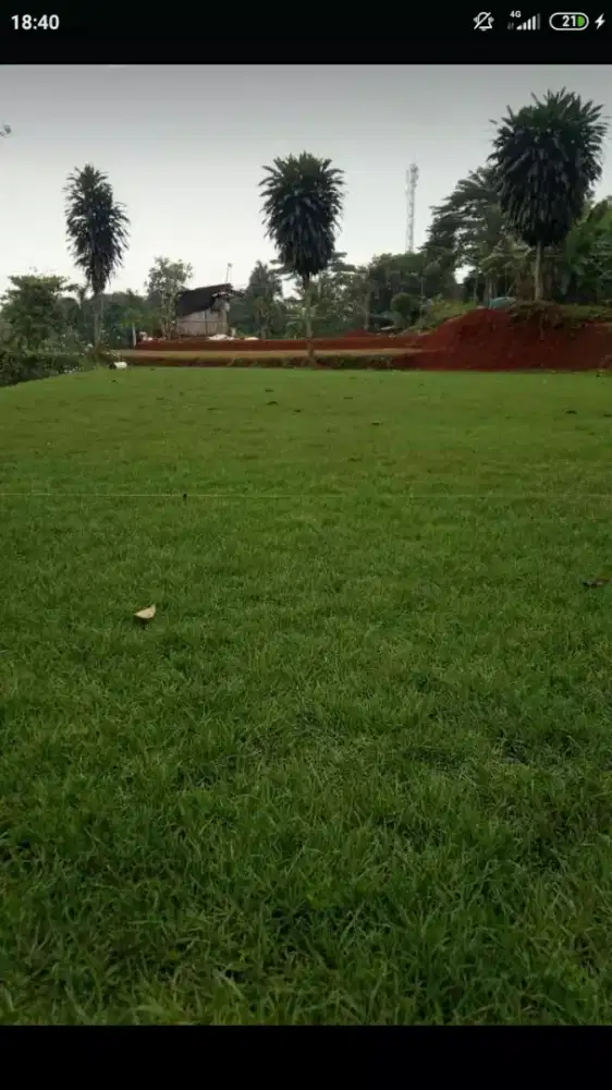 Rumput jepang + tanam