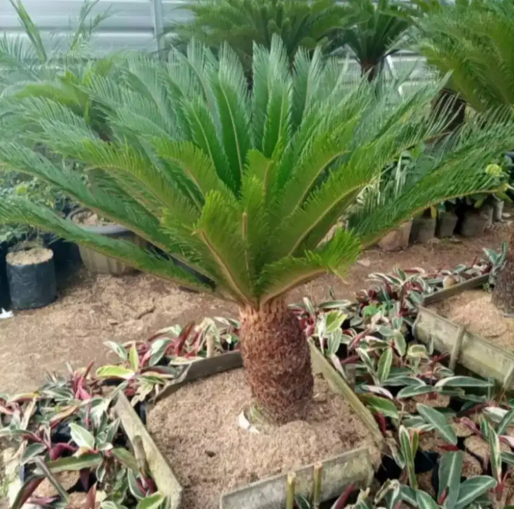 palem sikas tinggi 1 meter