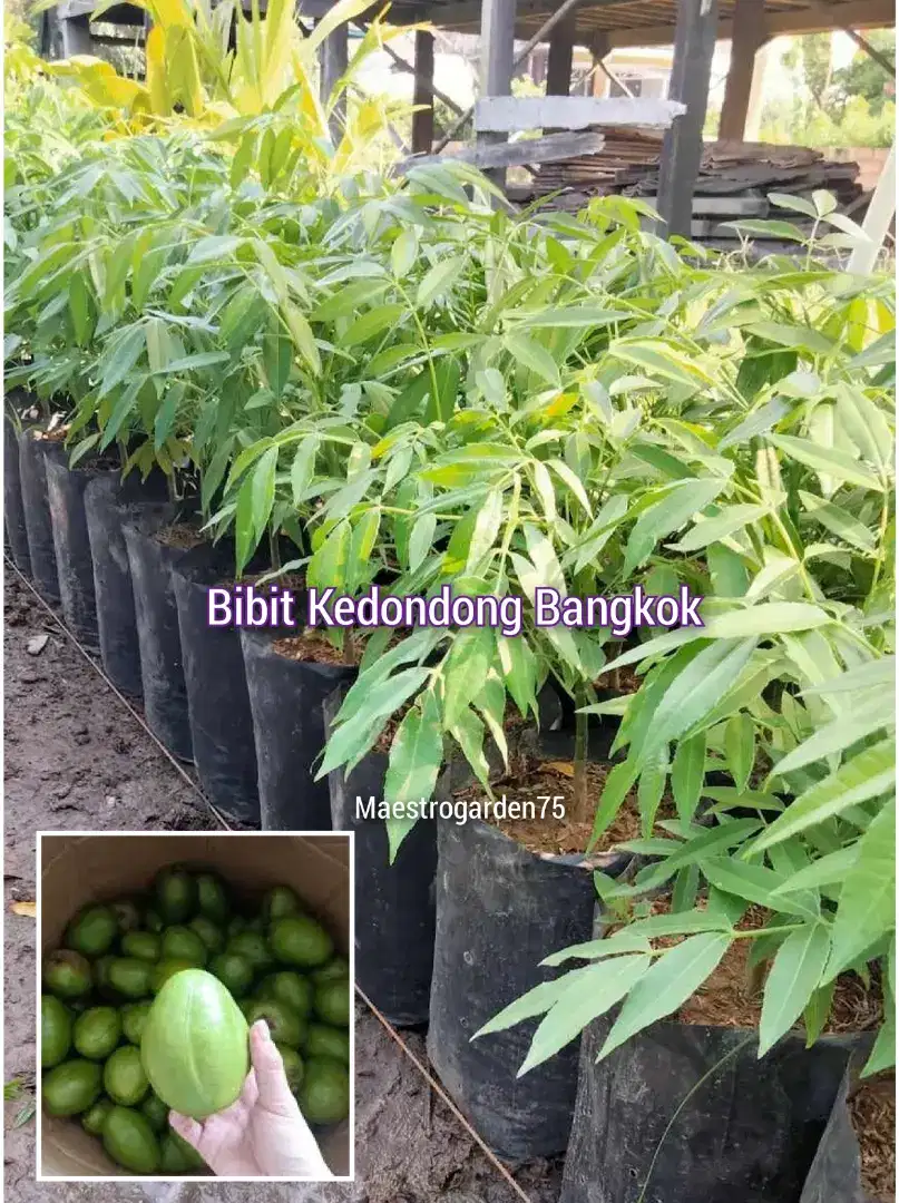 Bibit Kedondong Bangkok Tinggi 40 cm