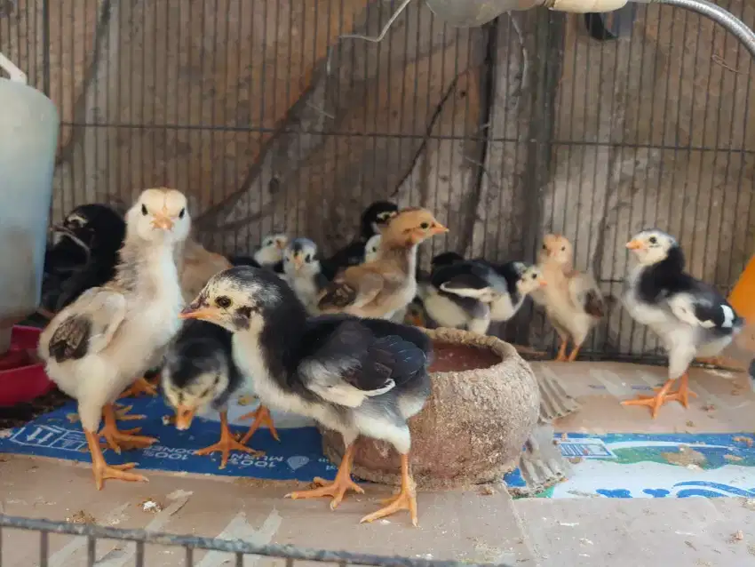 Anak ayam Bangkok