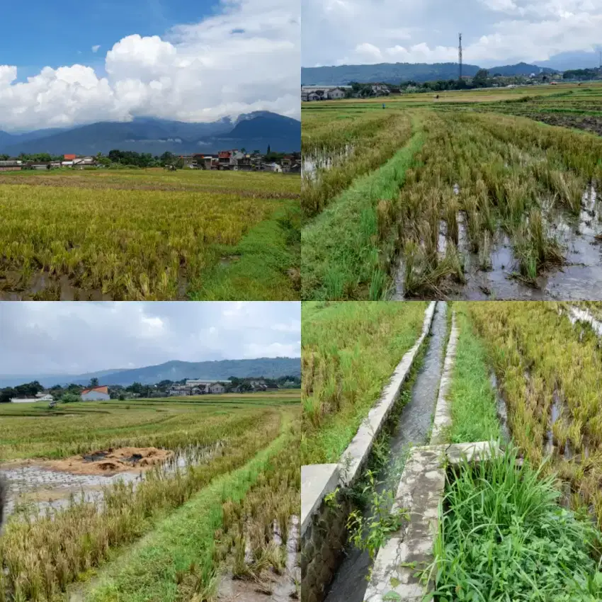 BU cpt Sawah produktif luas 2100 m di kabupaten semarang. Harga 650 jt