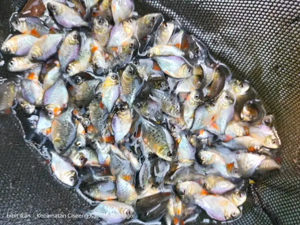 bibit ikan bawal