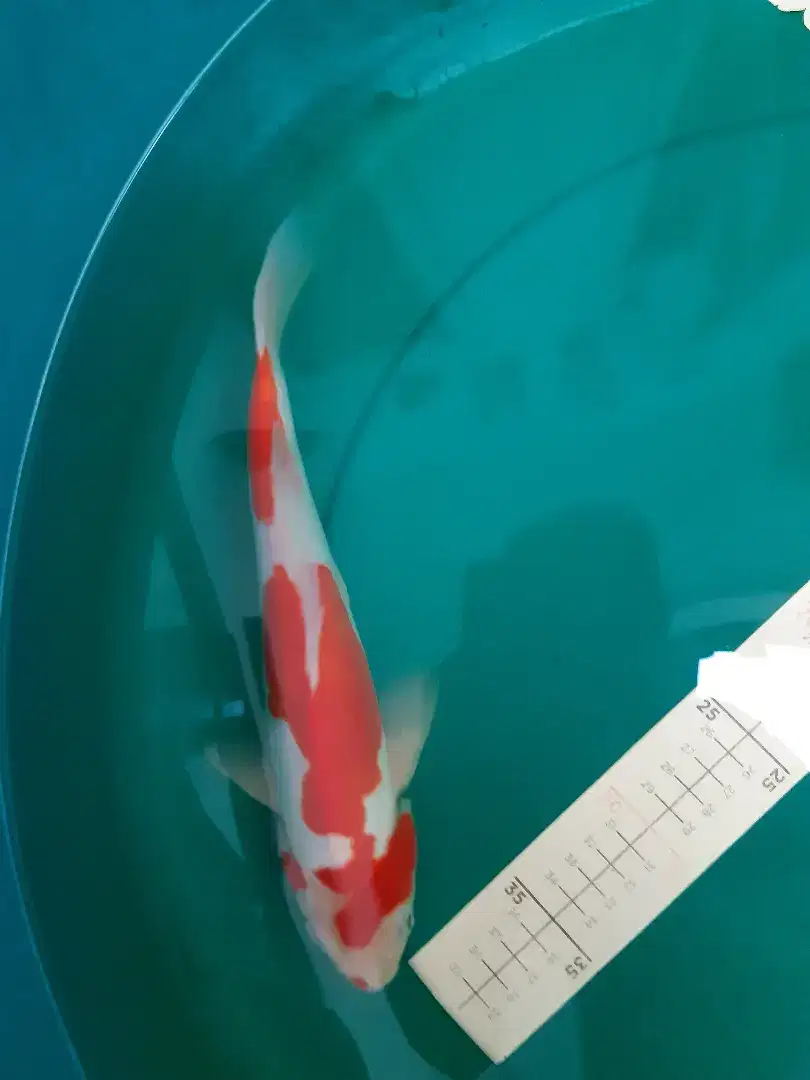 Ikan koi Kohaku Doitsu HQ 30cm