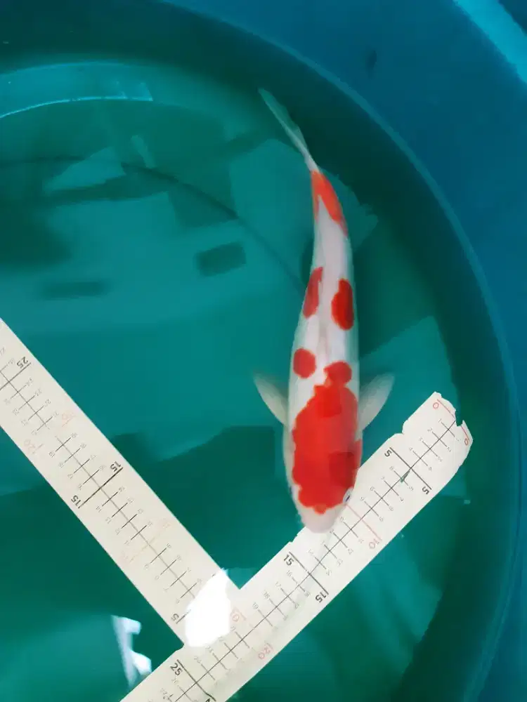Ikan koi Kohaku Doitsu 35cm bagus