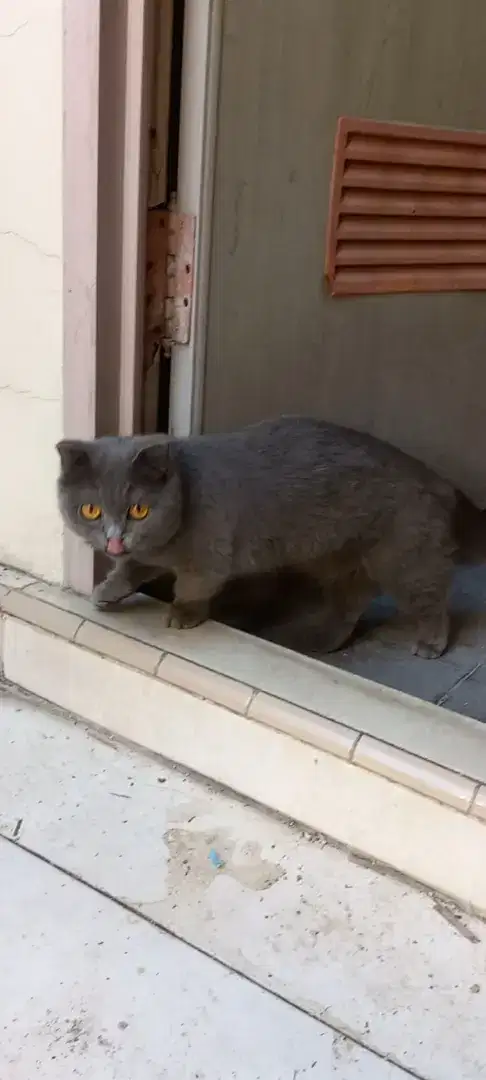 BSH Munchkin Fold