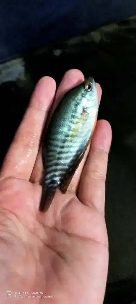 Amanah Olshope bibit ikan sepat siyem