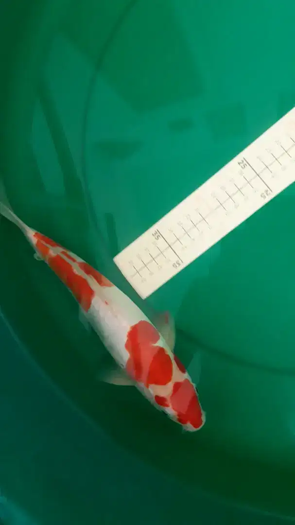 Ikan koi Blitar jenis Kohaku Doitsu uk 32cm