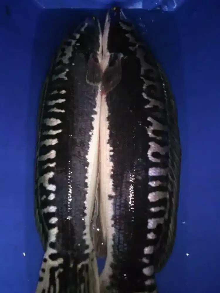 Ikan toman mikropeltes